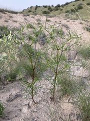 Dicranocarpus parviflorus