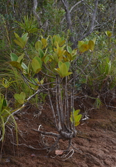 Garcinia amplexicaulis