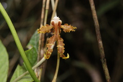 Cyrtochilum divaricatum