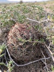 Escobaria vivipara arizonica