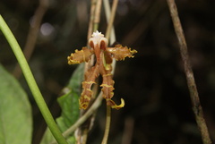 Cyrtochilum divaricatum
