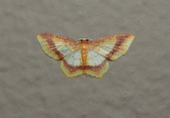 Eois fasciata