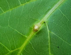 Lasioptera collinsonifolia