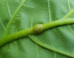 Lasioptera collinsonifolia