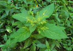Lasioptera collinsonifolia