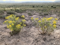 Sartwellia flaveriae