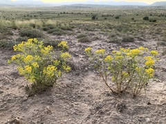 Sartwellia flaveriae