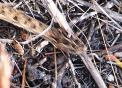 Bitis atropos atropos