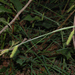 Carex laevigata - Photo (c) David GENOUD, algunos derechos reservados (CC BY-NC-SA)