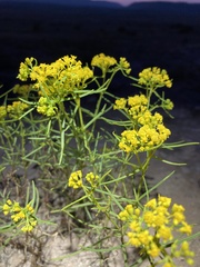 Sartwellia flaveriae