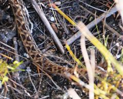 Bitis atropos atropos