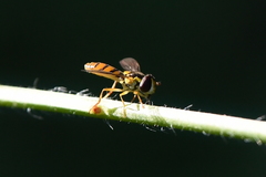 Sphaerophoria pyrrhina