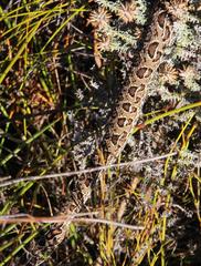 Bitis atropos atropos