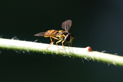 Sphaerophoria pyrrhina