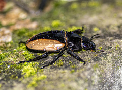 Odontolabis cuvera cuvera