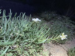 Nerisyrenia linearifolia