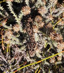 Bitis atropos atropos