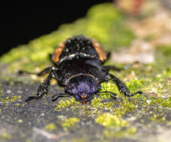 Odontolabis cuvera cuvera