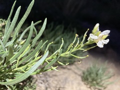 Nerisyrenia linearifolia