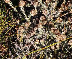 Bitis atropos atropos