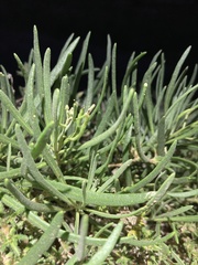 Nerisyrenia linearifolia