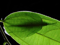 Chondroderella borneensis