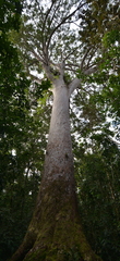 Agathis lanceolata