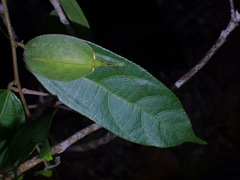 Chondroderella borneensis