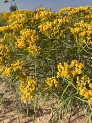 Sartwellia flaveriae