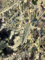 Sphaeralcea polychroma