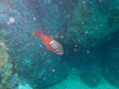 Chrysoblephus laticeps