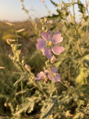 Sphaeralcea polychroma