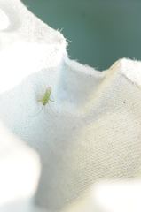 Blepharidopterus angulatus