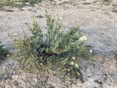 Acleisanthes lanceolata