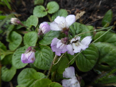 Diclis rotundifolia