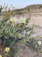 Acleisanthes lanceolata