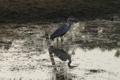 Ardea cinerea