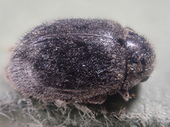 Arctobyrrhus subcanus