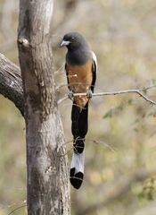 Dendrocitta vagabunda