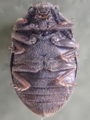 Arctobyrrhus subcanus