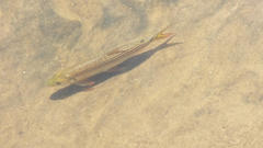 Hydrocynus vittatus