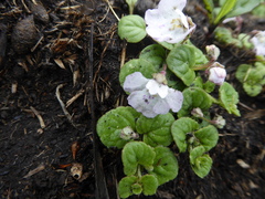 Diclis rotundifolia