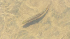 Hydrocynus vittatus