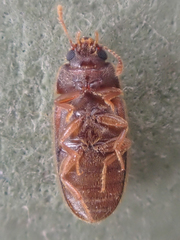 Typhaea stercorea