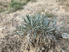 Oreocarya fulvocanescens