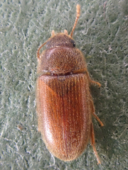 Typhaea stercorea