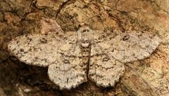 Ascotis reciprocaria