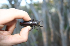Nothopleurus lobigenis