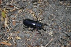 Nothopleurus lobigenis