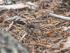 Leucorrhinia glacialis